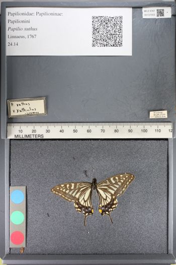 Media type: image;   Entomology 137003